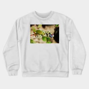 Ripening Blueberries Crewneck Sweatshirt